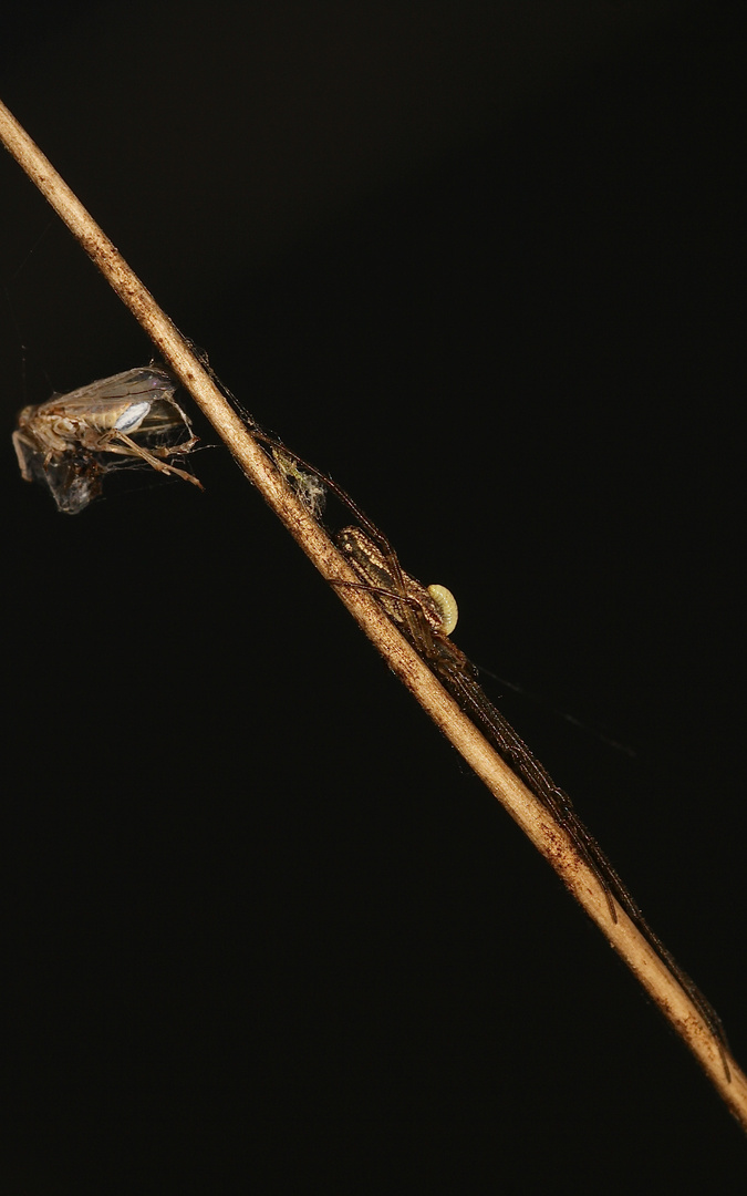 (A) Eine weibliche Streckerspinne (Tetragnatha sp., extensa?) mit Schlupfwespenlarve