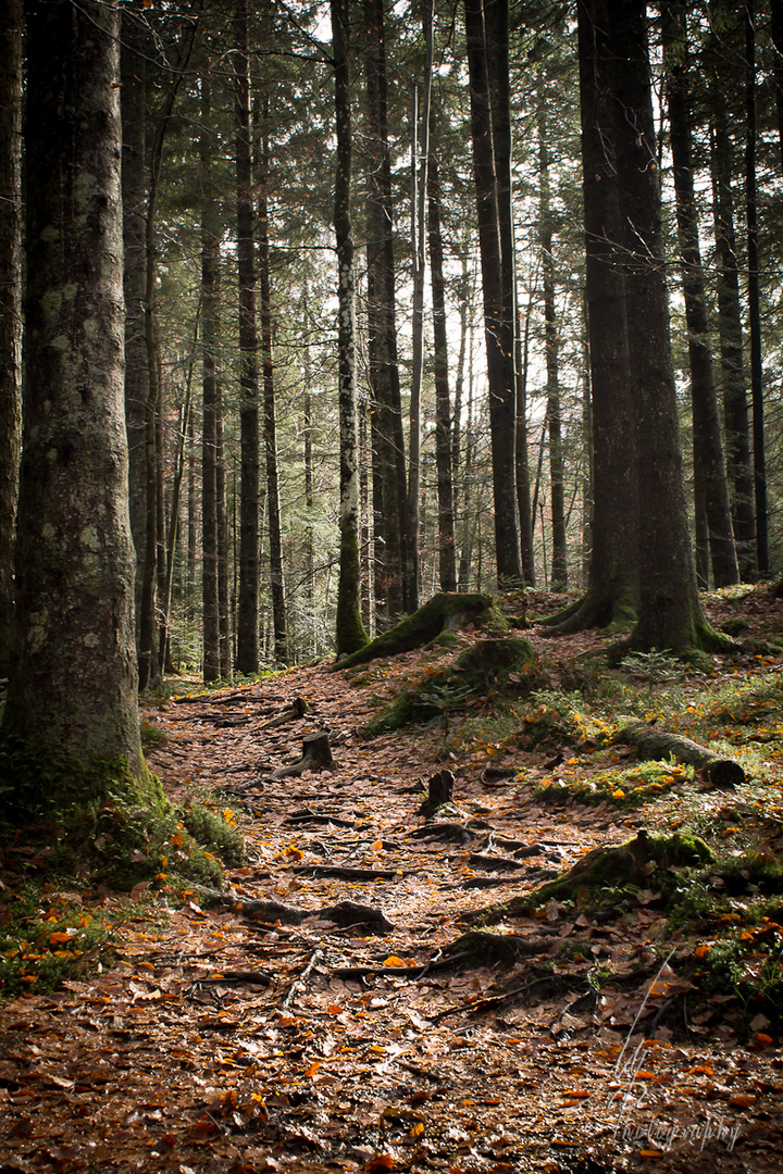 a fairytale wood