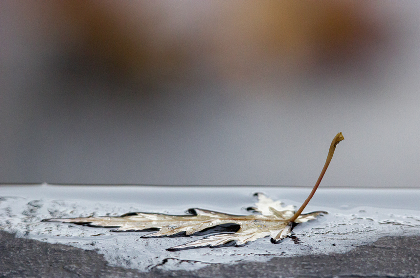 A fallen leaf