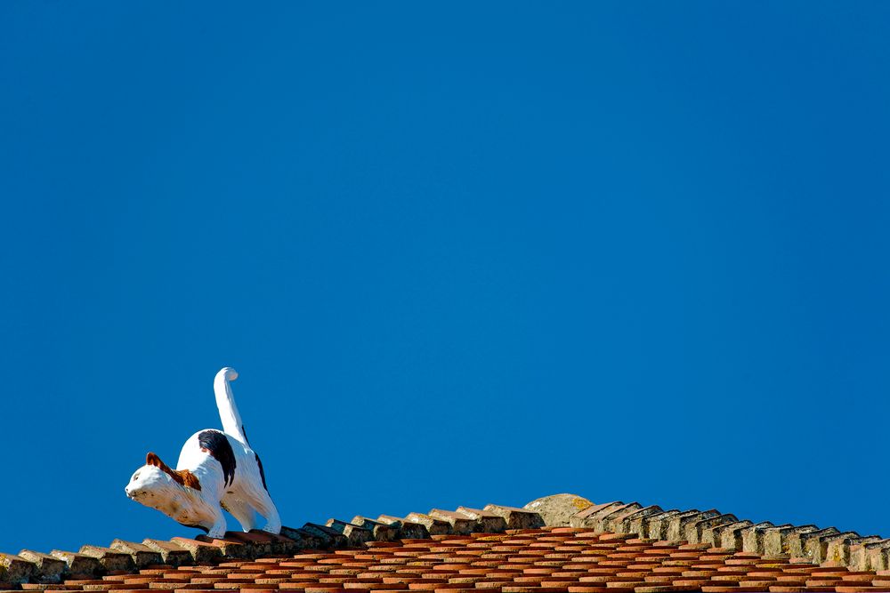 a false cat on the roof