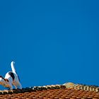 a false cat on the roof