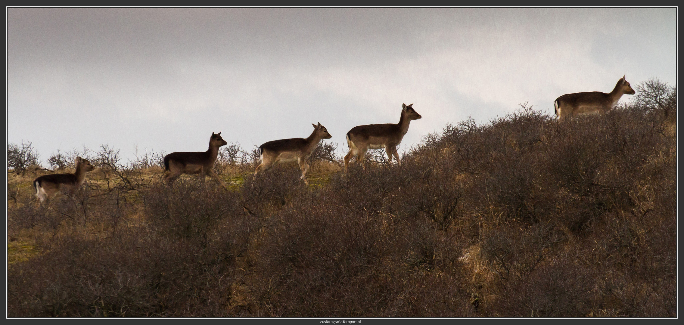 A Family Walk in de Dunes