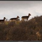 A Family Walk in de Dunes