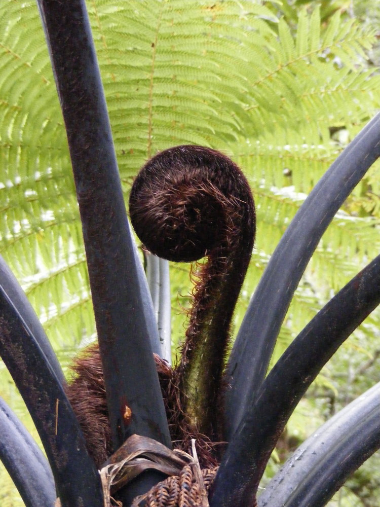 A Fantastic Fern In New Zealand 2007