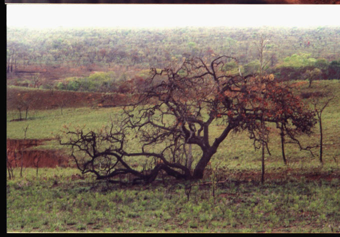 A fantasy tree