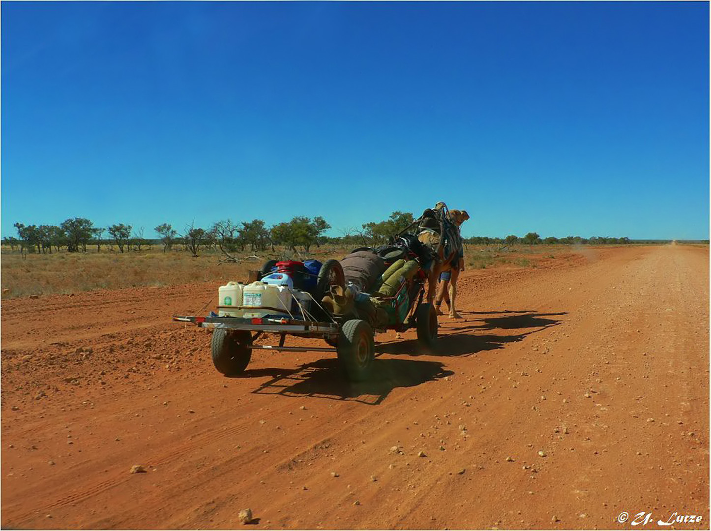 * A fellow Traveler  / Donohue Hwy. Qld. *