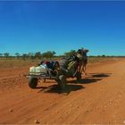 * A fellow Traveler  / Donohue Hwy. Qld. *