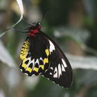 A Female Cairn"s Birdwing  (Orithoptera priamus)