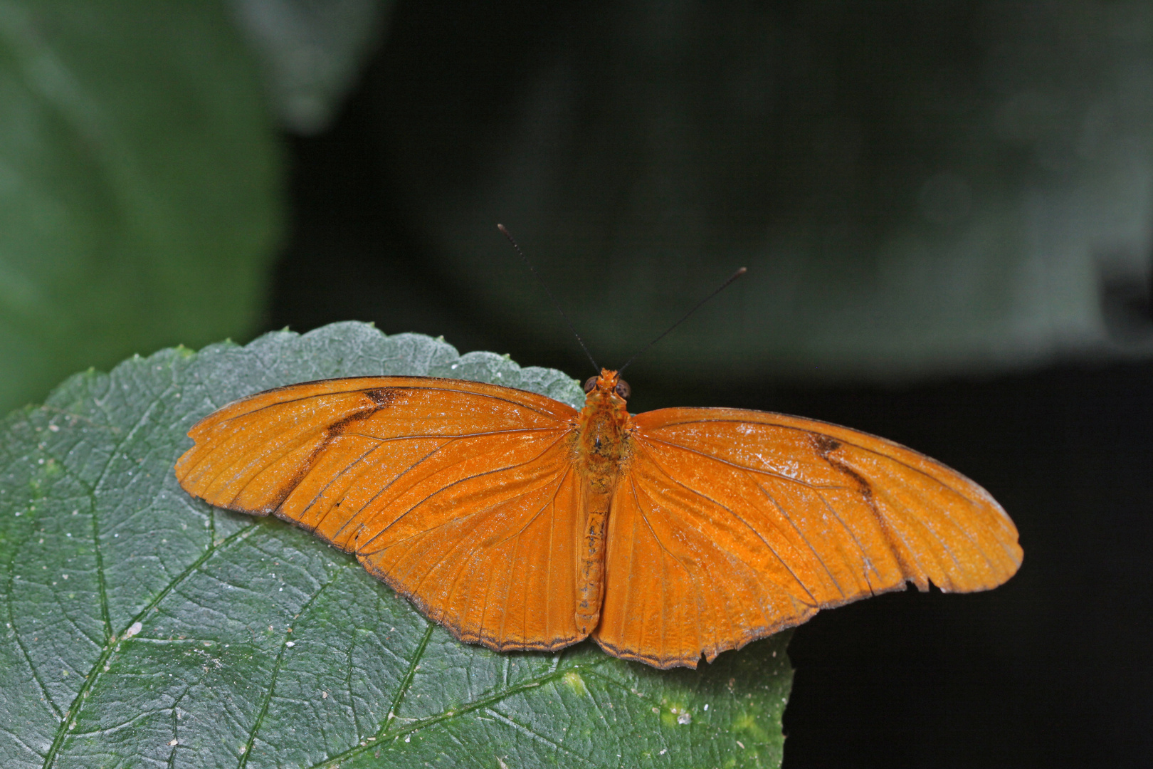 A Female Julia  (Heliconian dryas)