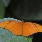 A Female Julia  (Heliconian dryas)