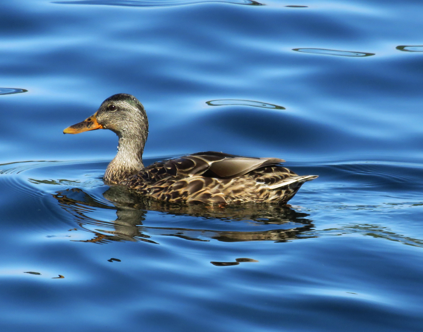 A Female Mallard Duck