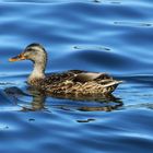 A Female Mallard Duck