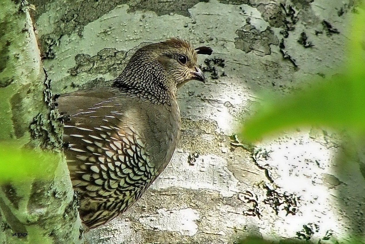 A Female Spruce Grouse