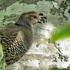 A Female Spruce Grouse