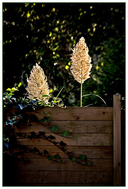 A Fence Away From Beauty