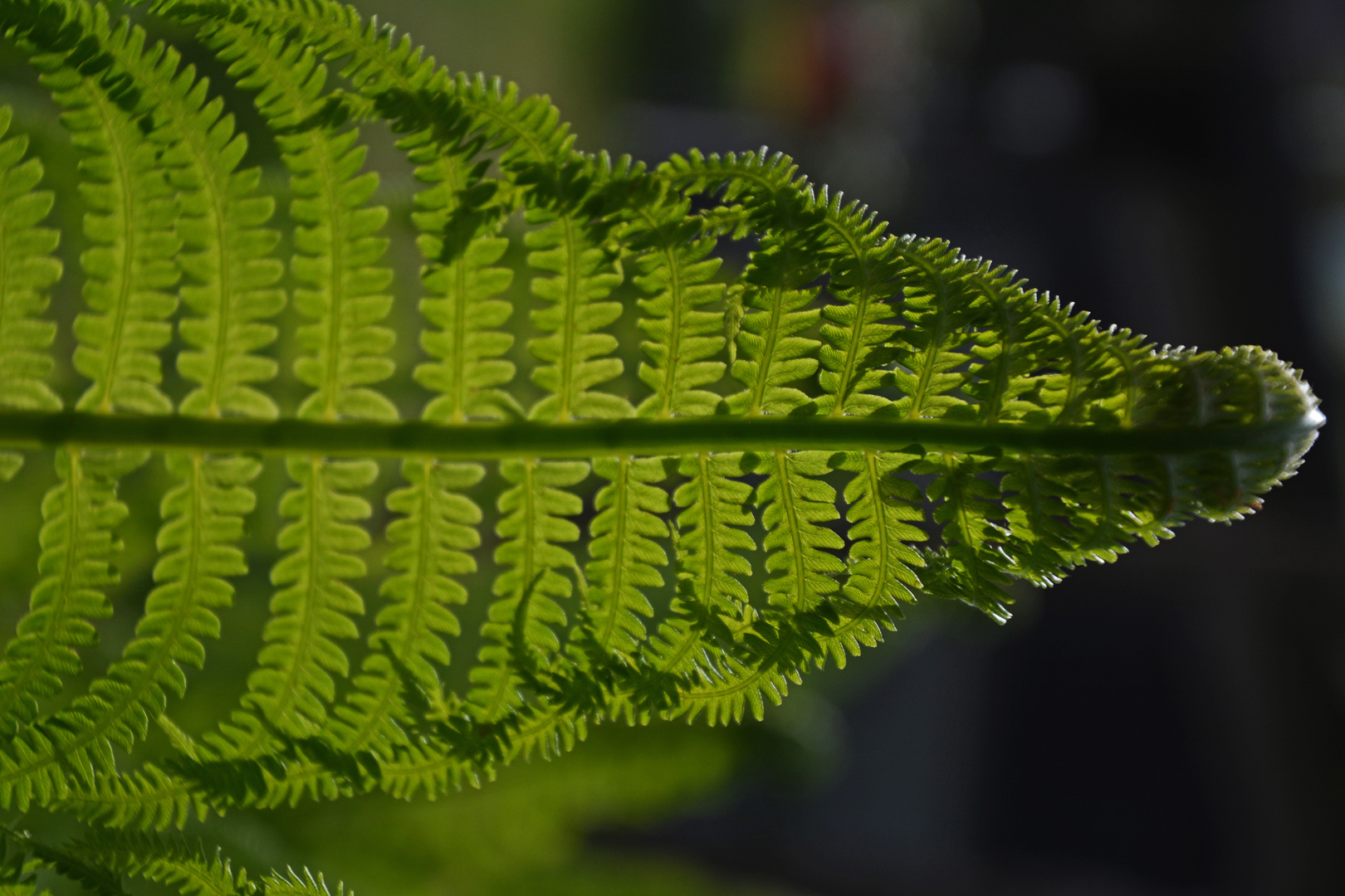 A fern against the light