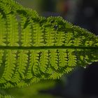 A fern against the light