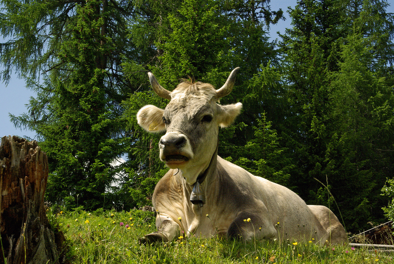 a´ fesche Tirolerin!