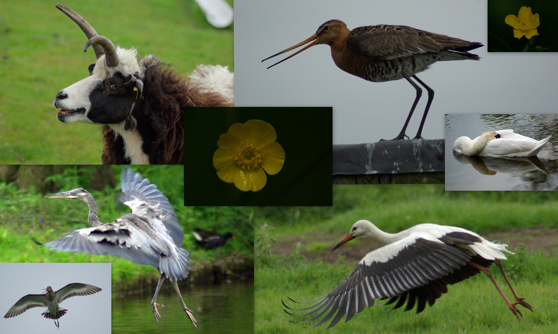 A few different birds and a Sheep!