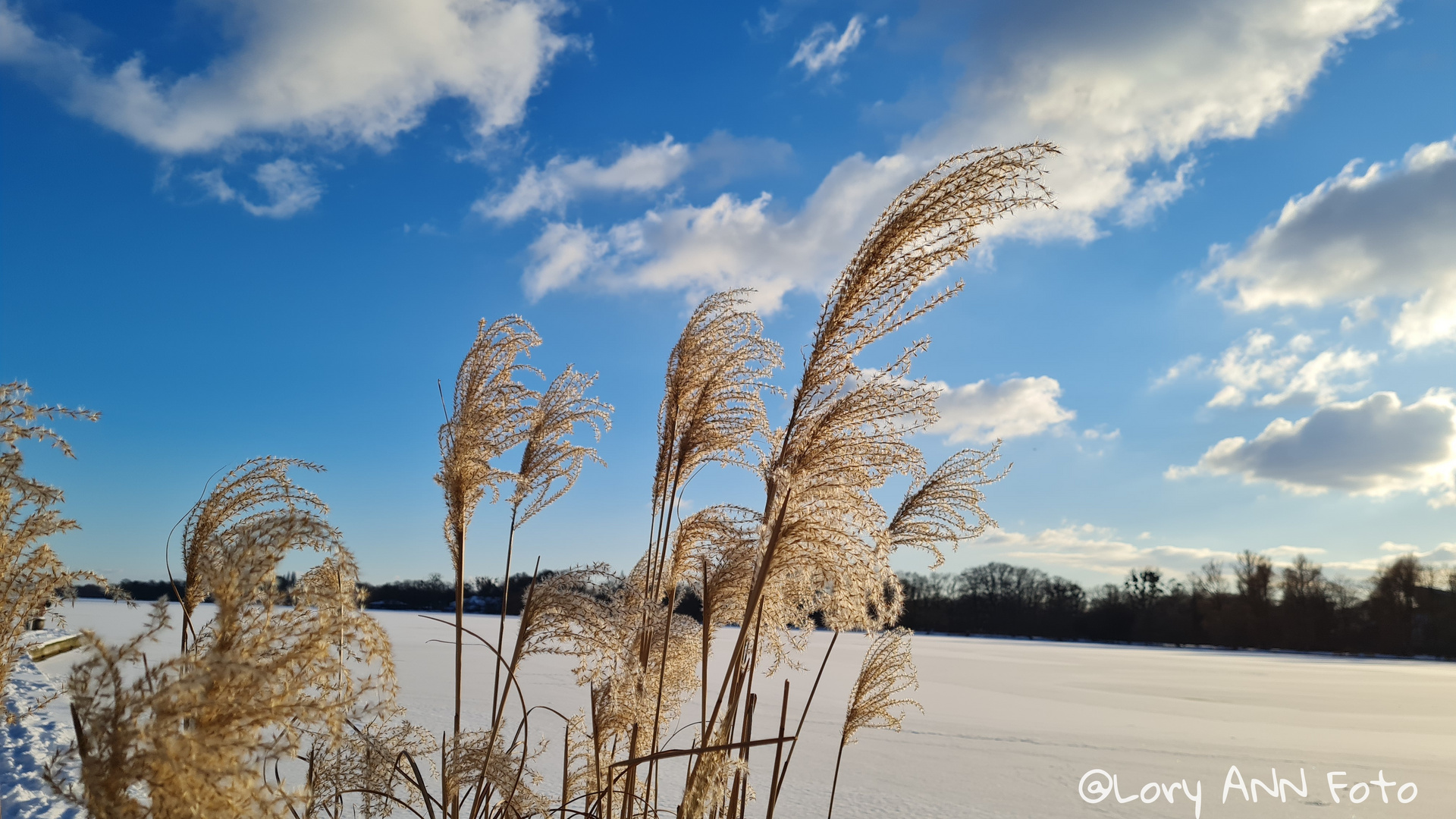 A few plants on the frozen lake