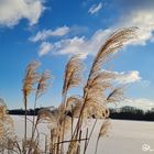 A few plants on the frozen lake