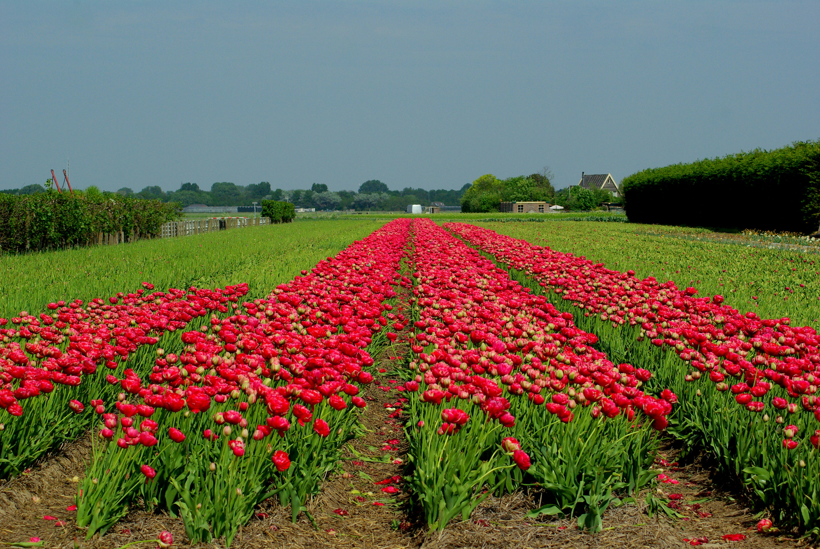 A field full of flowers!