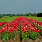 A field full of flowers!