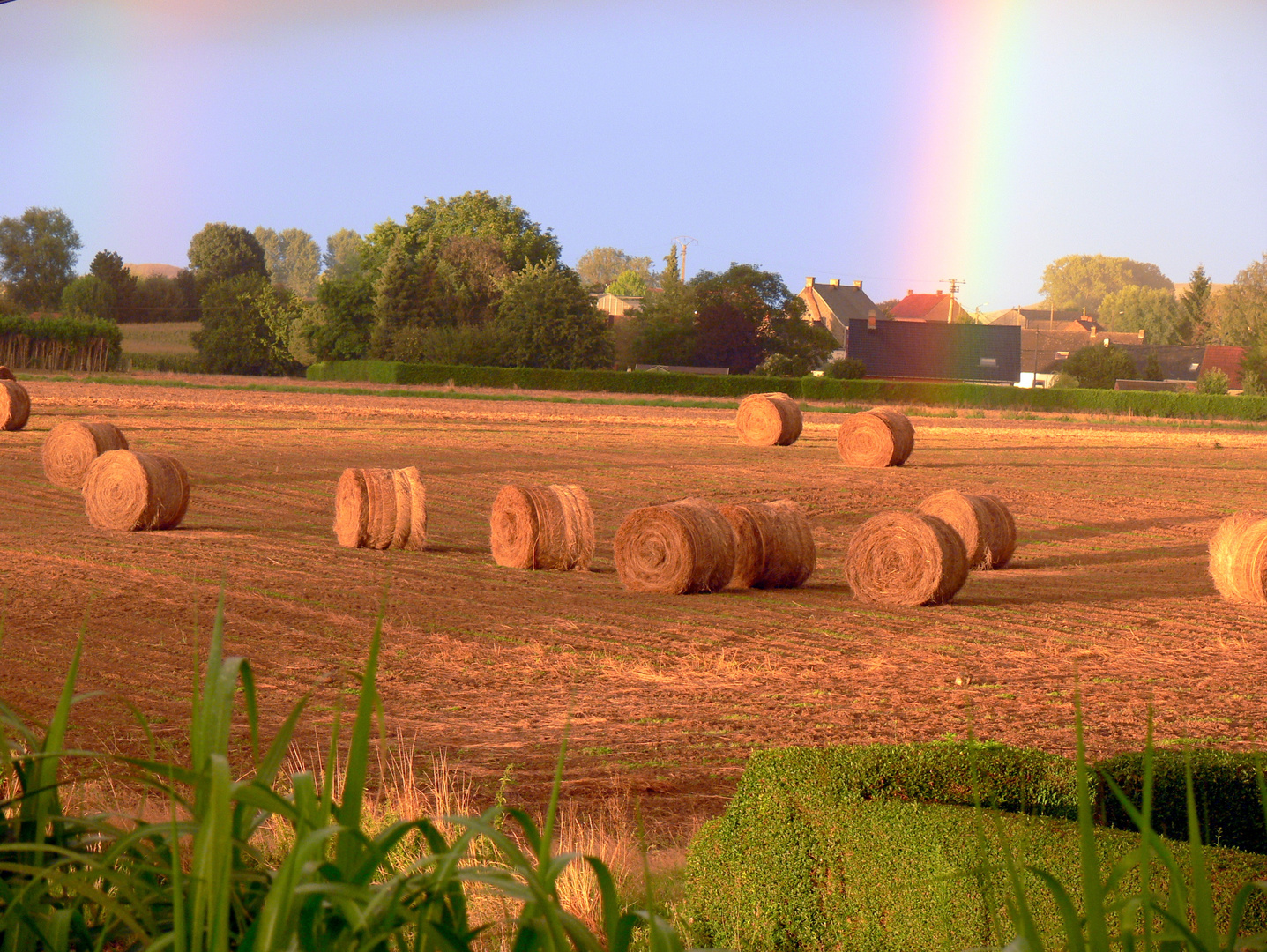 A field in summer