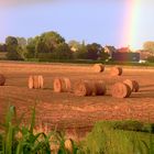 A field in summer