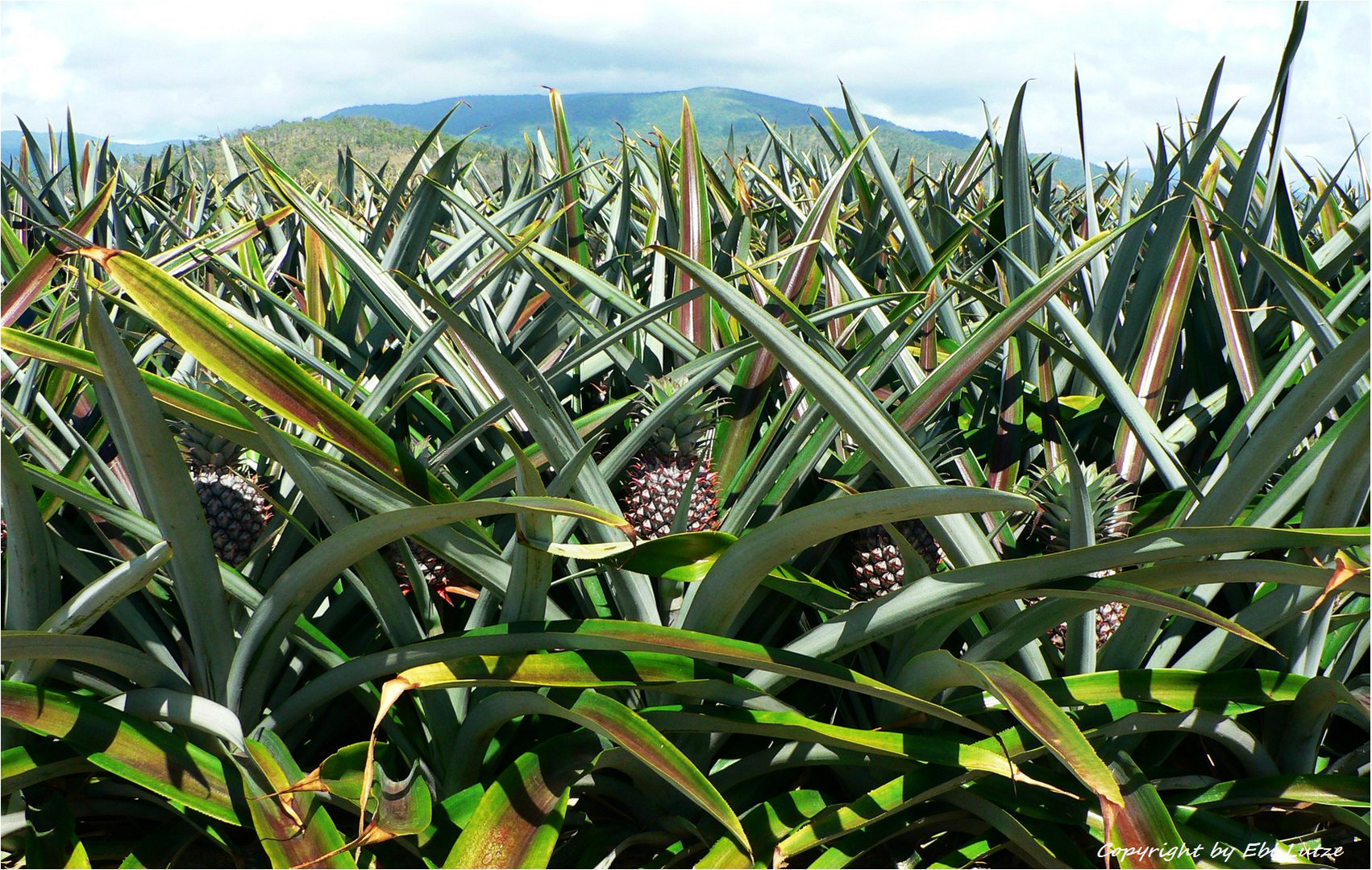 * A field of  Pineapple / Qld. *