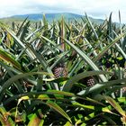 * A field of  Pineapple / Qld. *