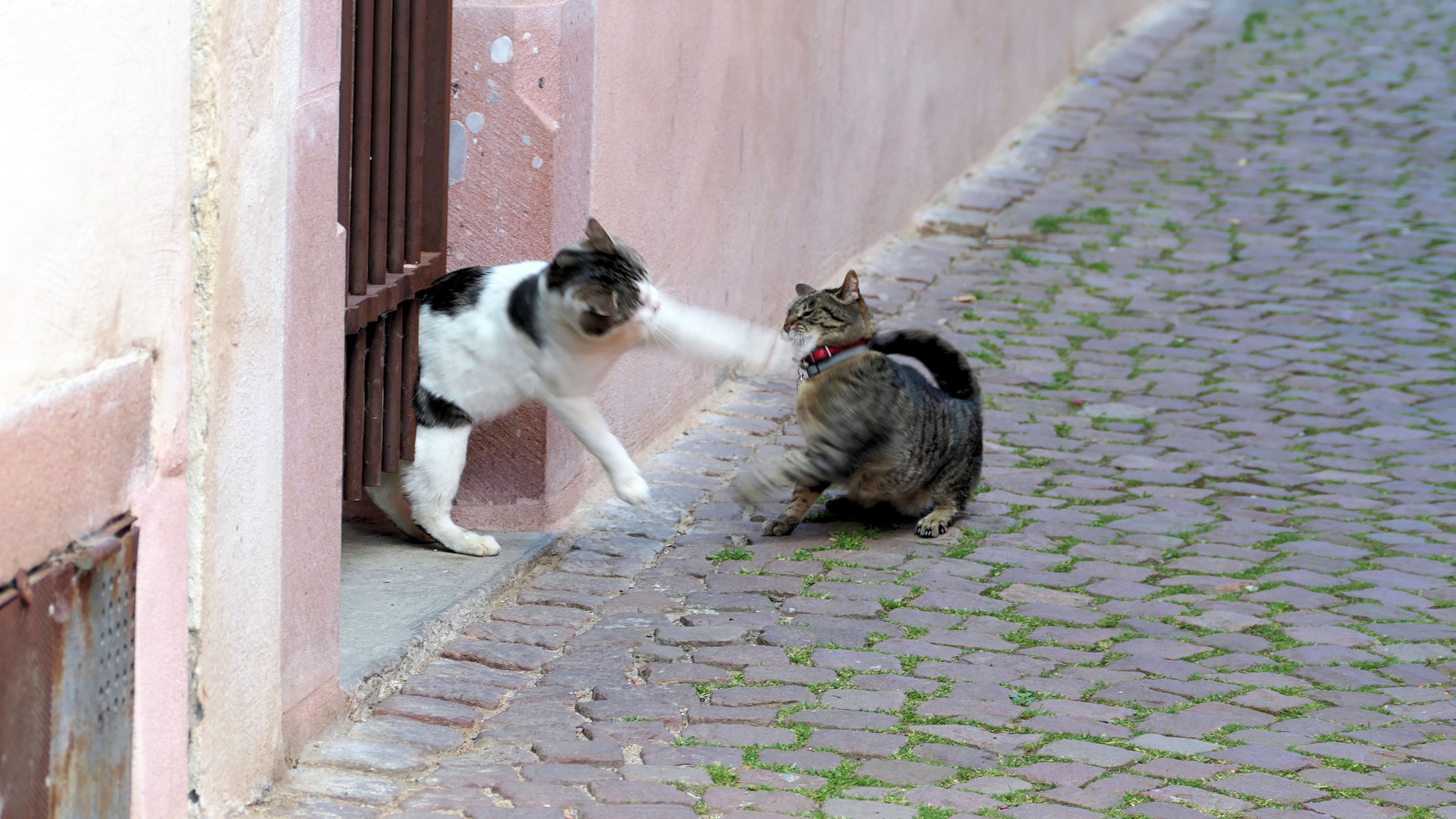 ... a fight between cats