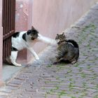 ... a fight between cats