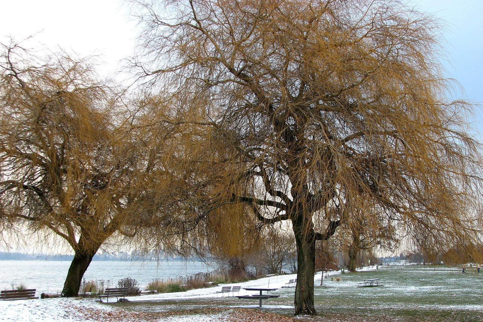 A fine Dusting of Snow (3)