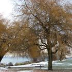 A fine Dusting of Snow (3)