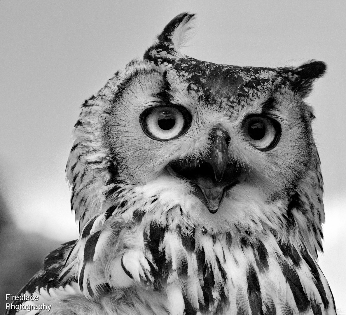 A fine English owl