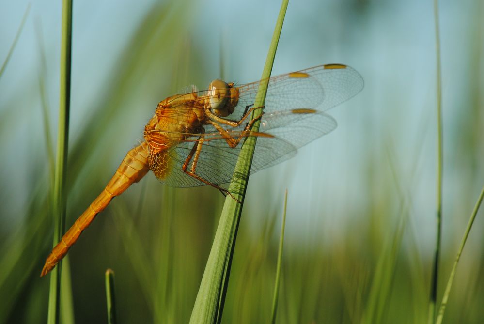 ~ A Flamy Ride In The Forest Of Grass ~ (Crocothemis erythraea, m)