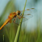 ~ A Flamy Ride In The Forest Of Grass ~ (Crocothemis erythraea, m)