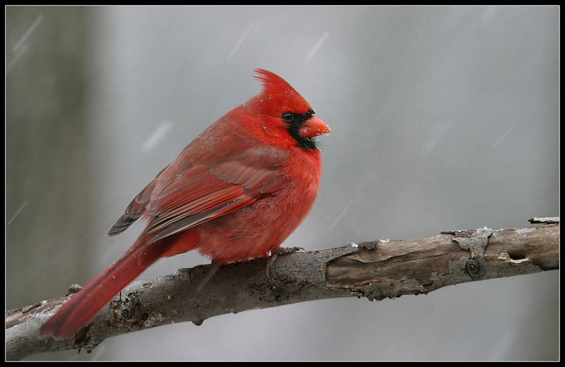 "A Flashback Of Winter's Red & White"