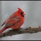 "A Flashback Of Winter's Red & White"