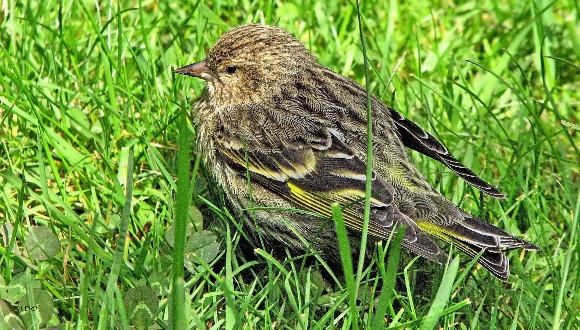 A Fledgling Pine Siskin