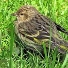 A Fledgling Pine Siskin