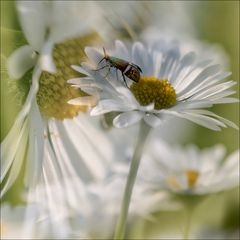 A fleur de peau 