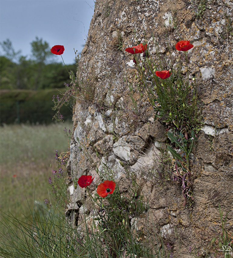 A fleur de pierre .