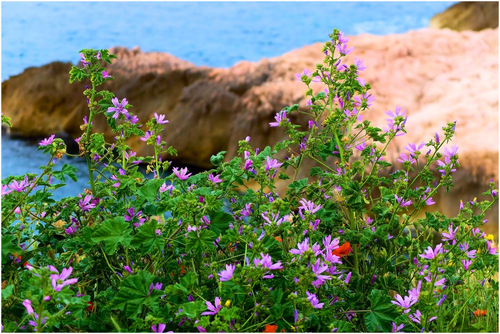 A fleur d'eau (2)