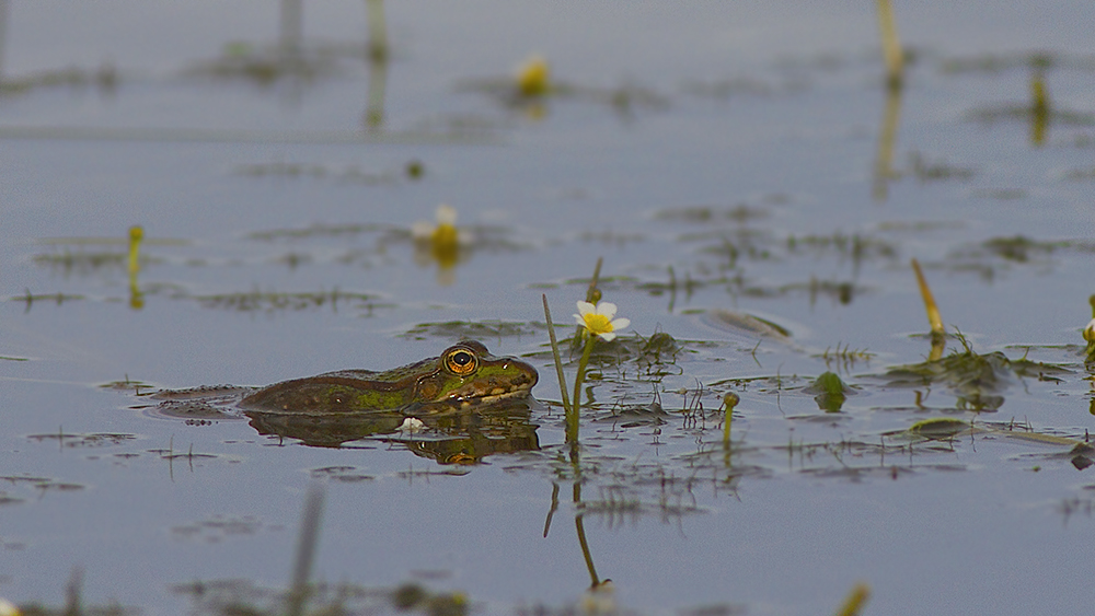 A fleur d'eau