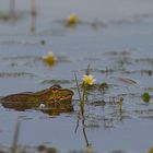 A fleur d'eau