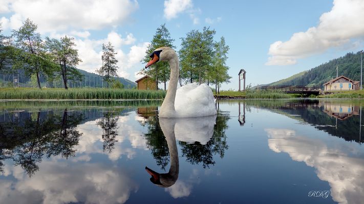 A fleur d'eau.........