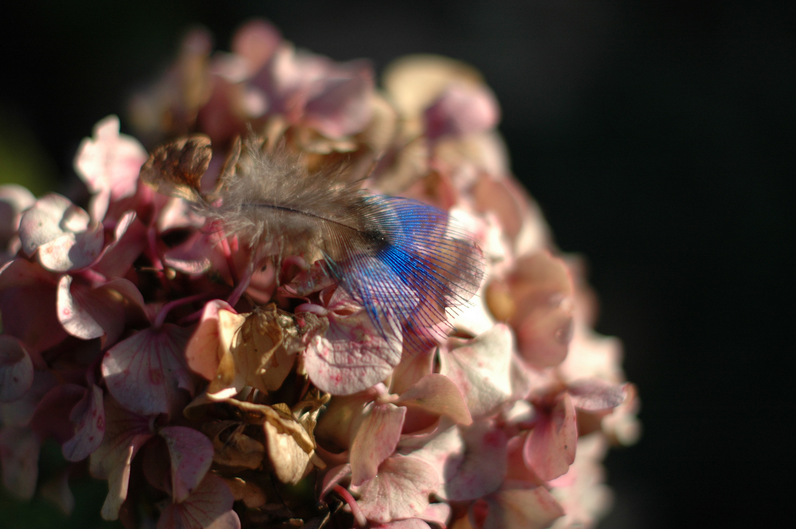 A fleur d'hortensia