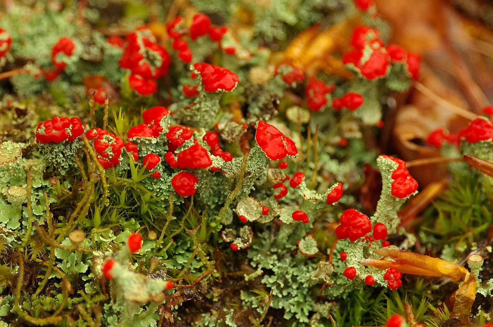 A fleurs de lichens